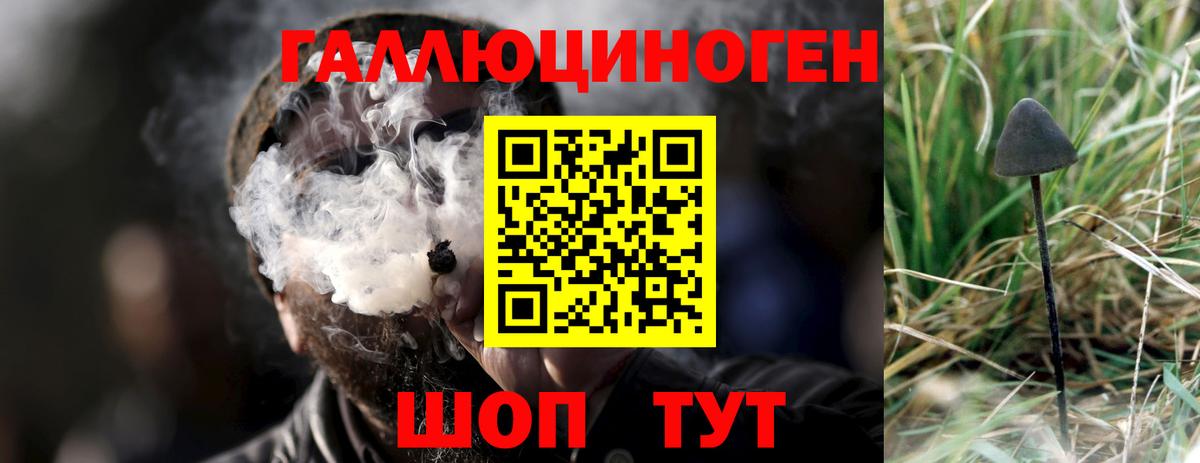 Псилоцибиновые грибы Psilocybe Хабаровск